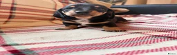 Dachshund dogs for sale: Quality Dachunds - Advert 19