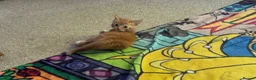 Domestic Shorthair cats for sale: Four beautiful kittens 9 weeks, READY TO GO! - Advert 29