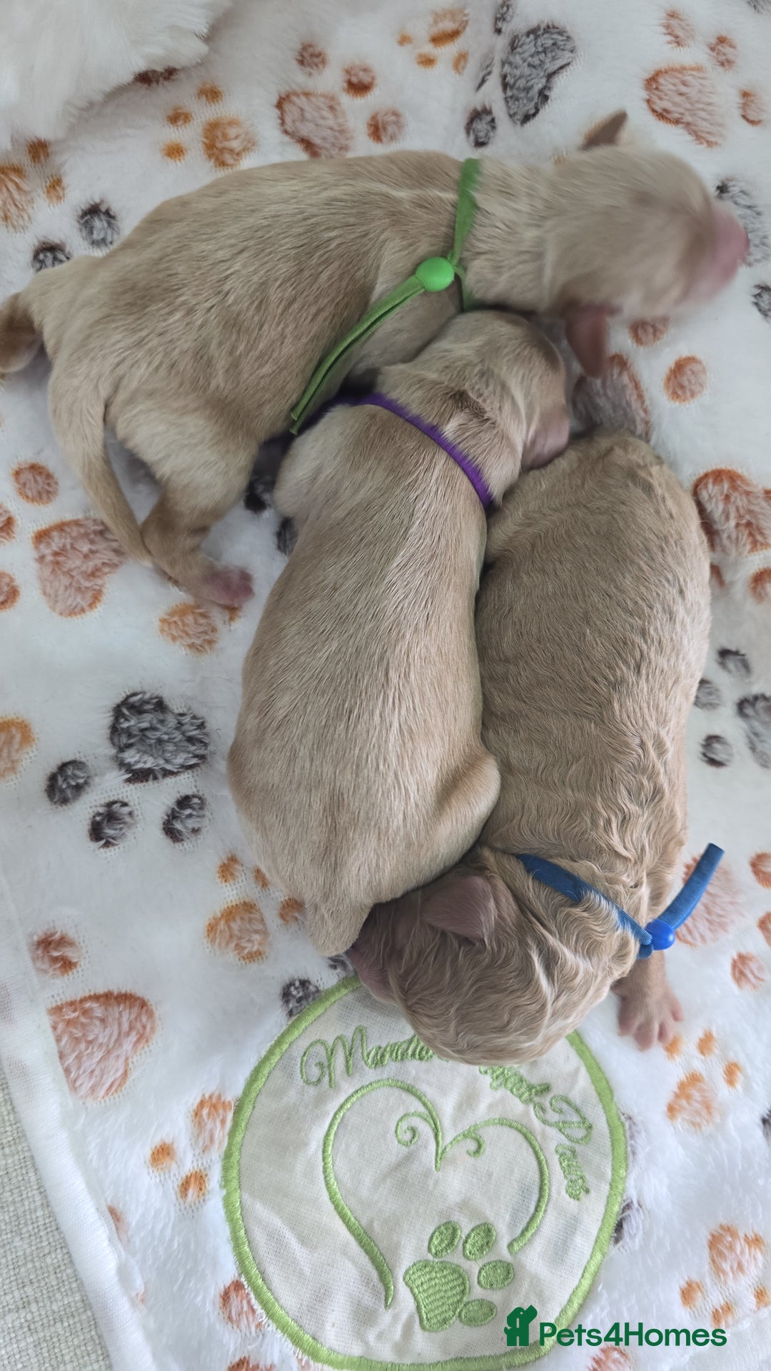 Cockapoo dogs for sale:  Toy cockerpoo health tested licensed Breeder  - Advert 12