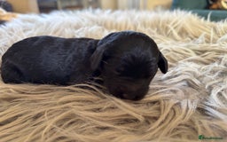 Goldendoodle dogs for sale: 12 Stunning Goldendoodles - Image 22