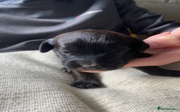 Jackapoo dogs for sale: Gorgeous Jackapoo Puppies Ready 17th November - Image 10