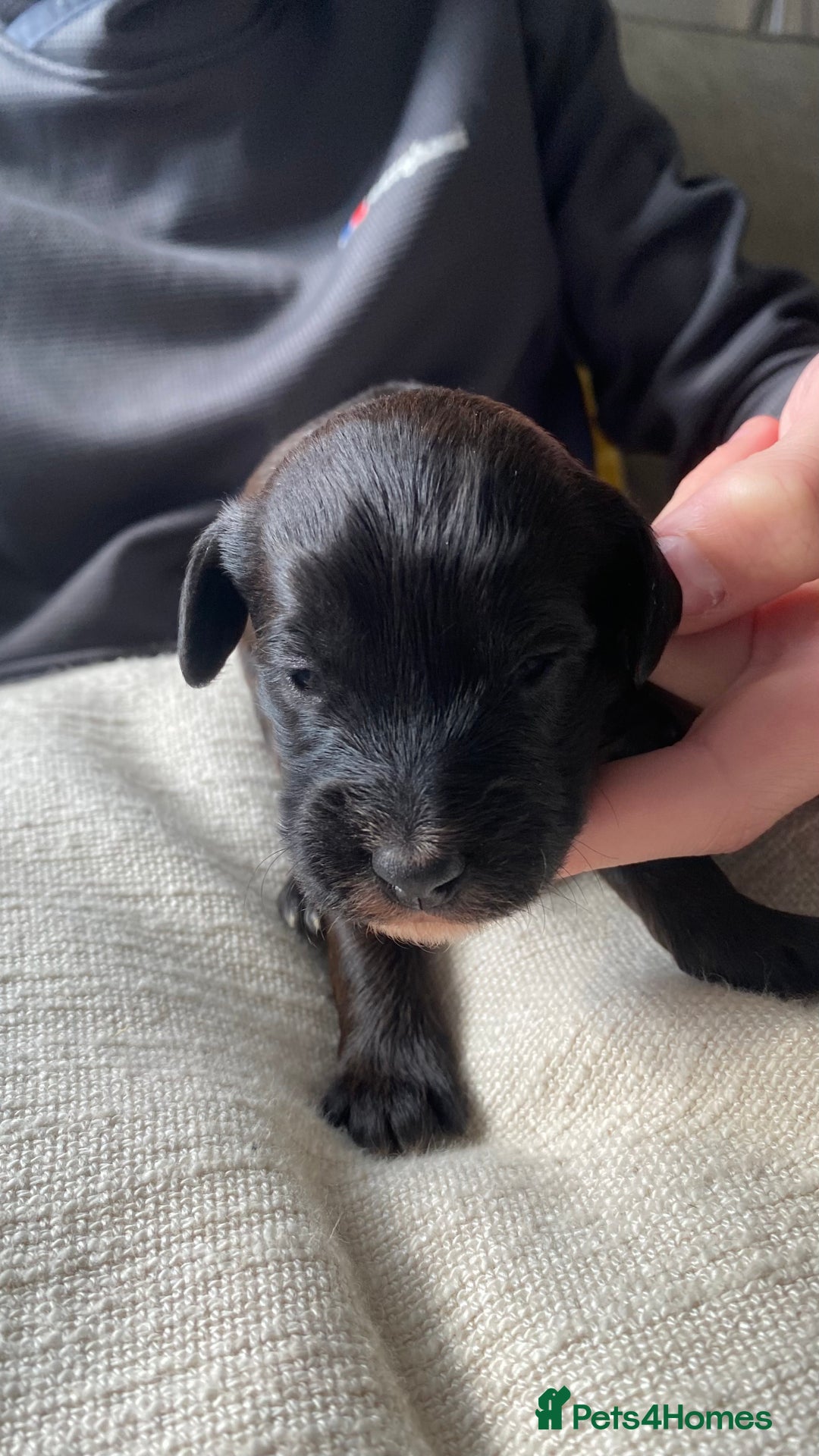 Jackapoo dogs for sale: Gorgeous Jackapoo Puppies Ready 17th November - Image 10