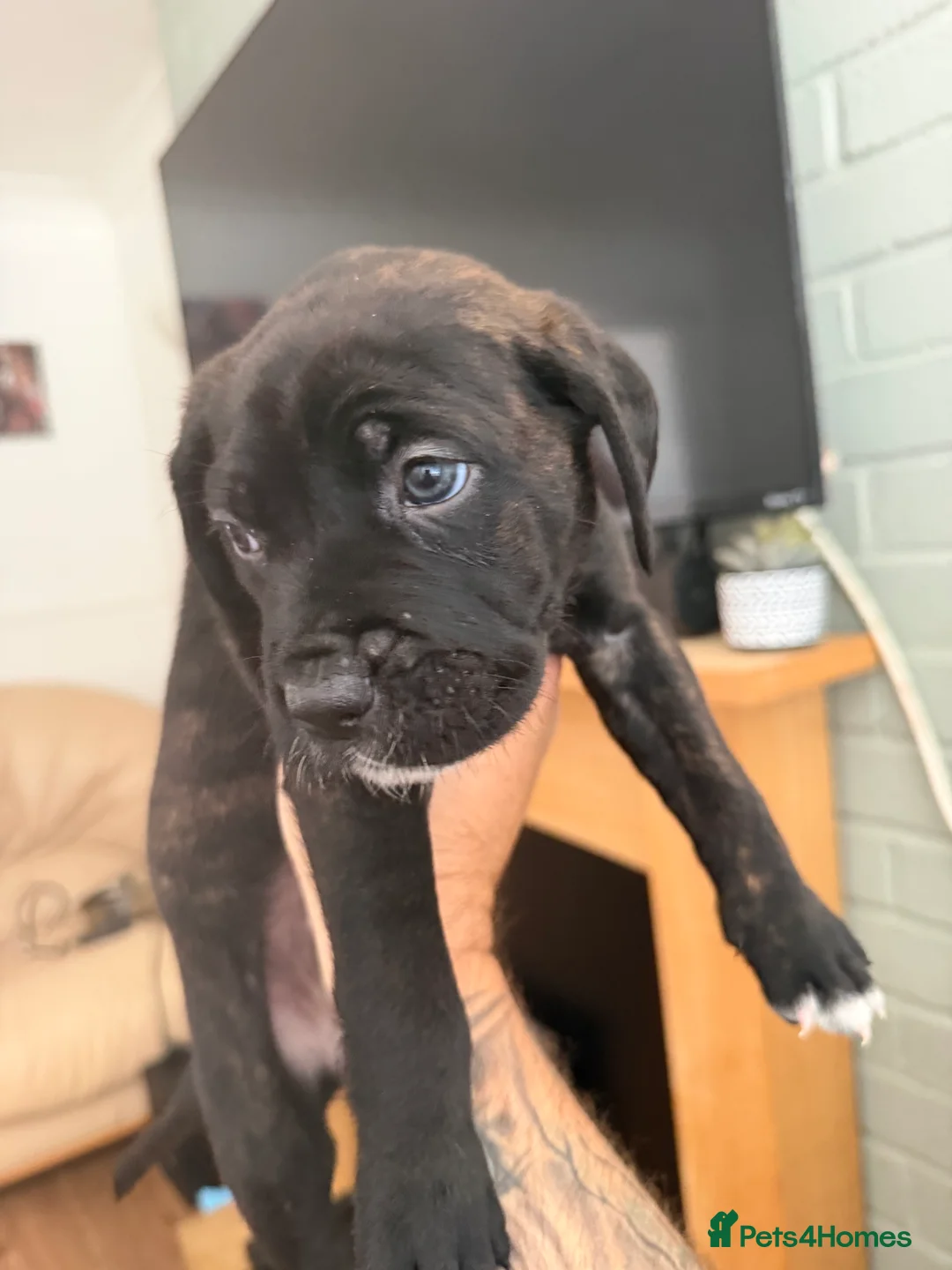 Cane Corso dogs for sale: Cane corso puppies - Advert 2