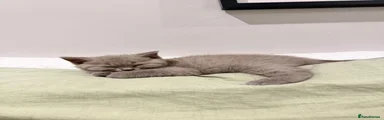 British Shorthair 1