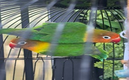 Lovebirds birds for sale: Pair of lovely lovebirds for sell  - Image 1