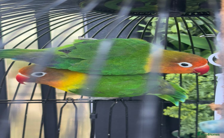 Lovebirds birds - Advert 2