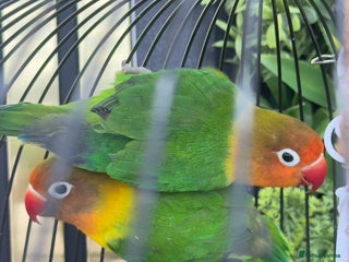 Lovebirds birds - Advert 15