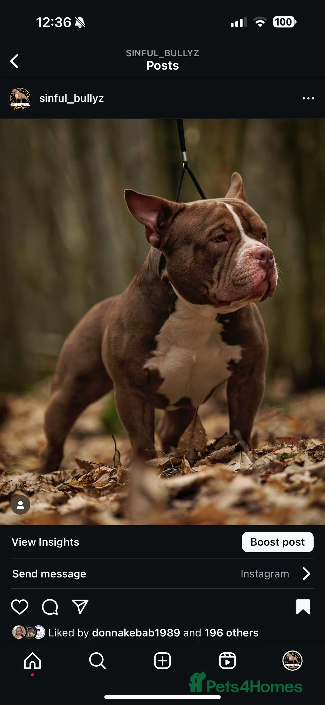 American Bully dogs for stud: American Pocket Bully Stud PROVEN SHOW QUALITY in Ashford - Advert 3