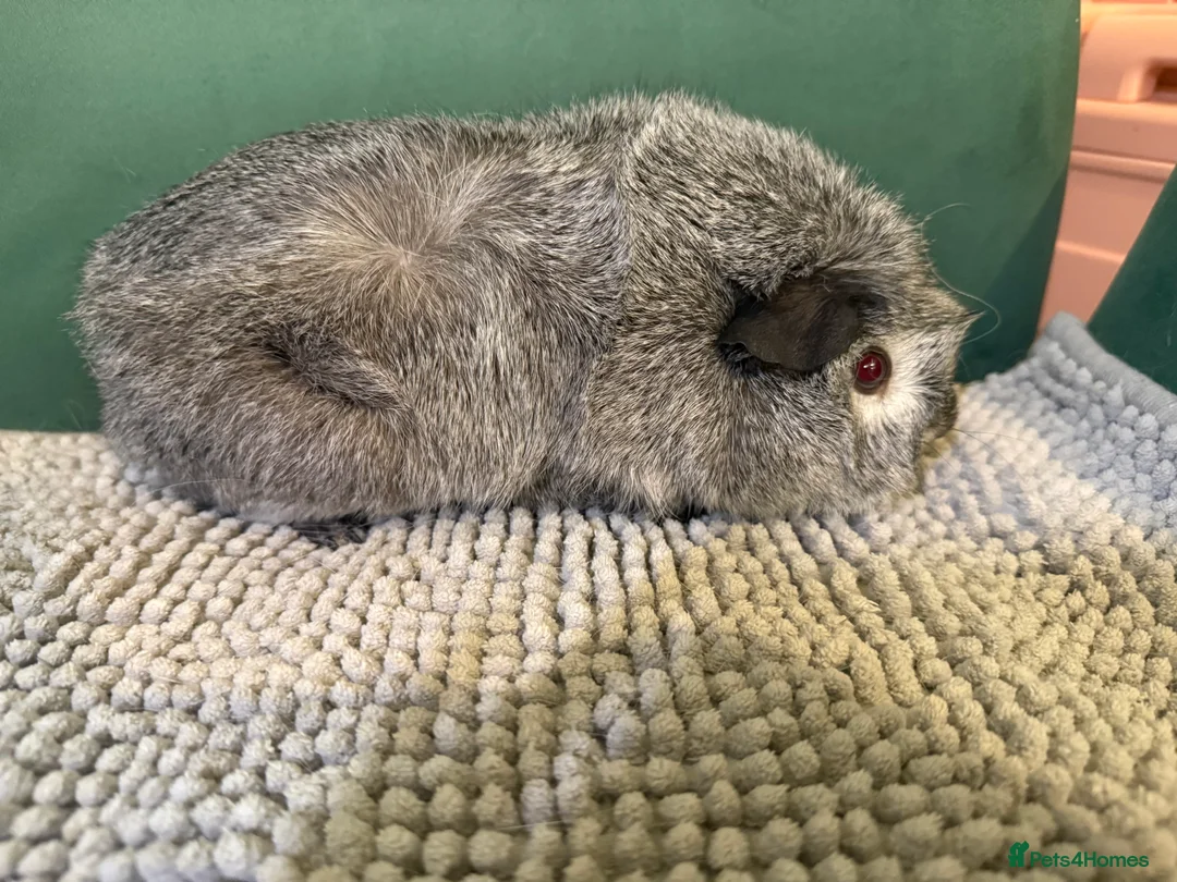 Guinea Pig rodents for sale: Lovely girls  - Advert 7