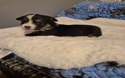Welsh Corgi Pembroke dogs for sale: Wow !! Bobtail and long available  - Image 3