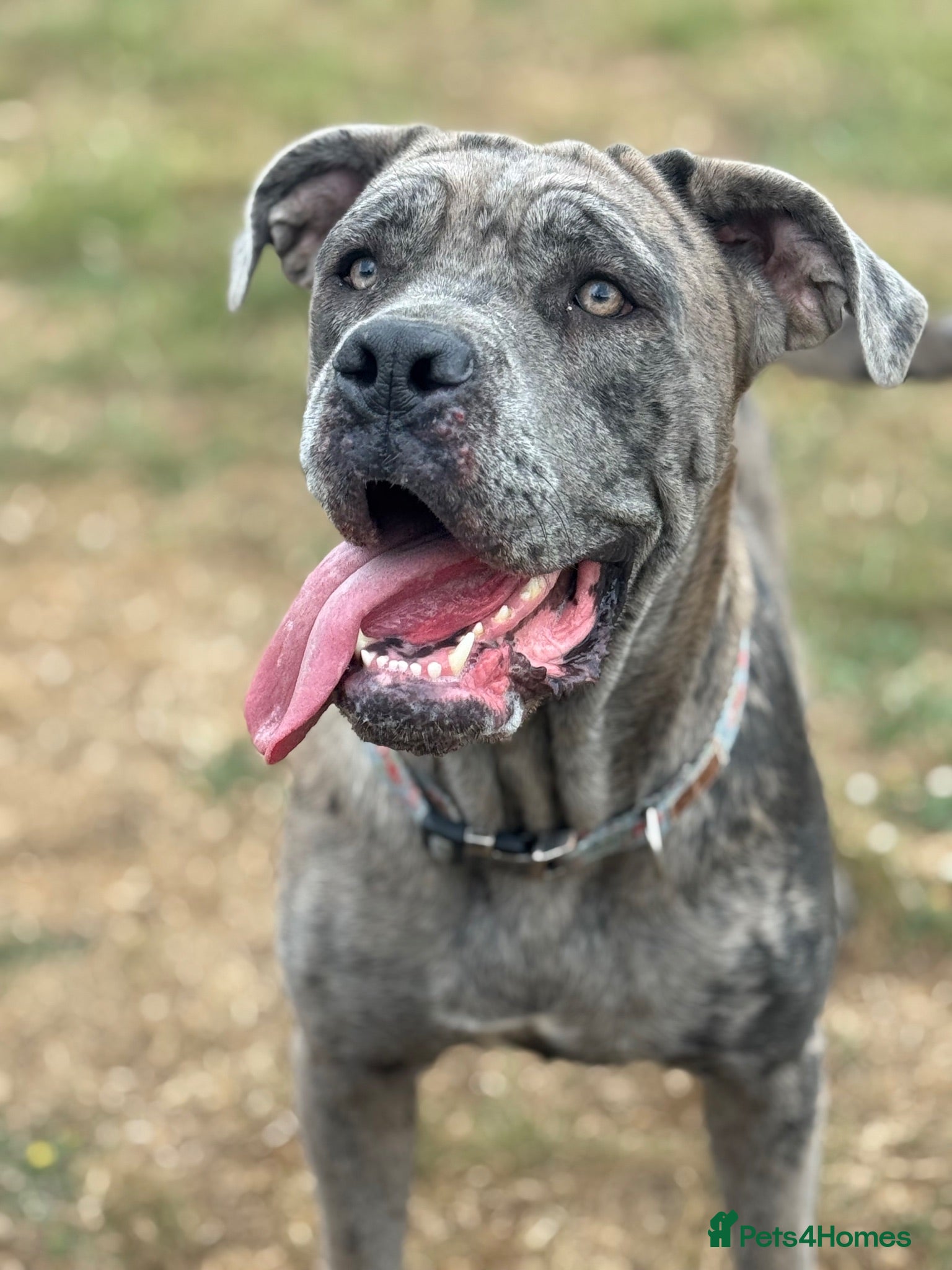 Cane Corso dogs chunky cane corso puppies  - Advert 4