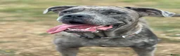 Cane Corso dogs for sale: chunky cane corso puppies  - Advert 1