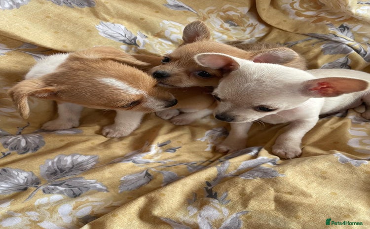 Chihuahua dogs - Advert 1