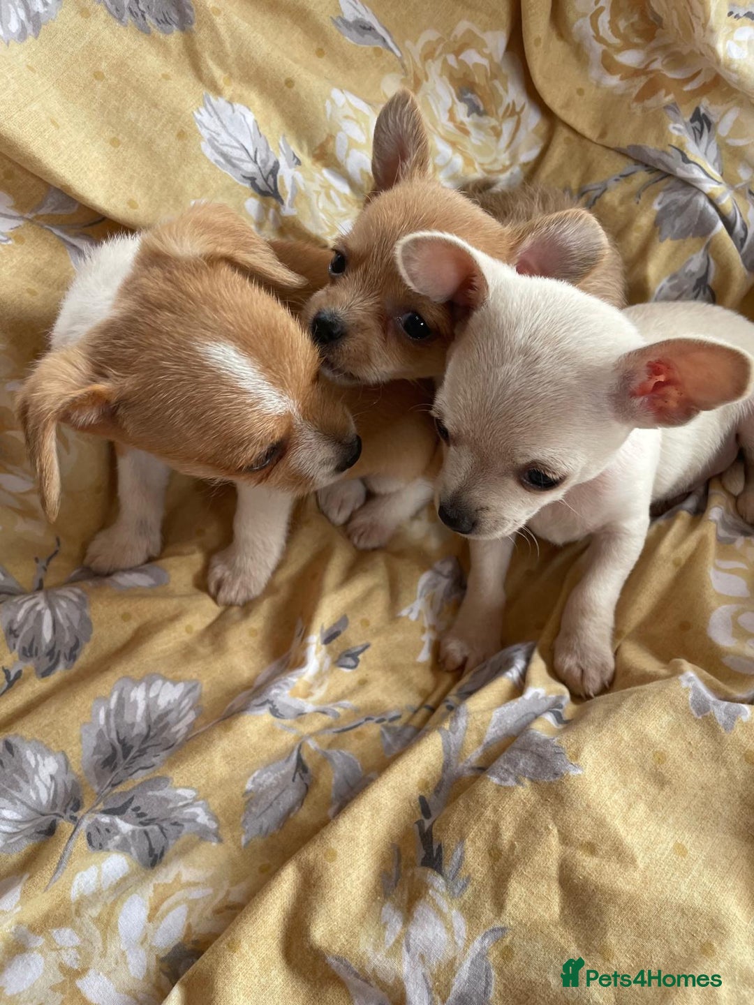Chihuahua dogs for sale: Adorable Chihuahuas £650-£700 “Boys & Girls’ - Image 1