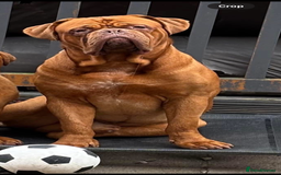 Dogue De Bordeaux dogs for stud: Dogue de Bordeaux for stud - Image 2