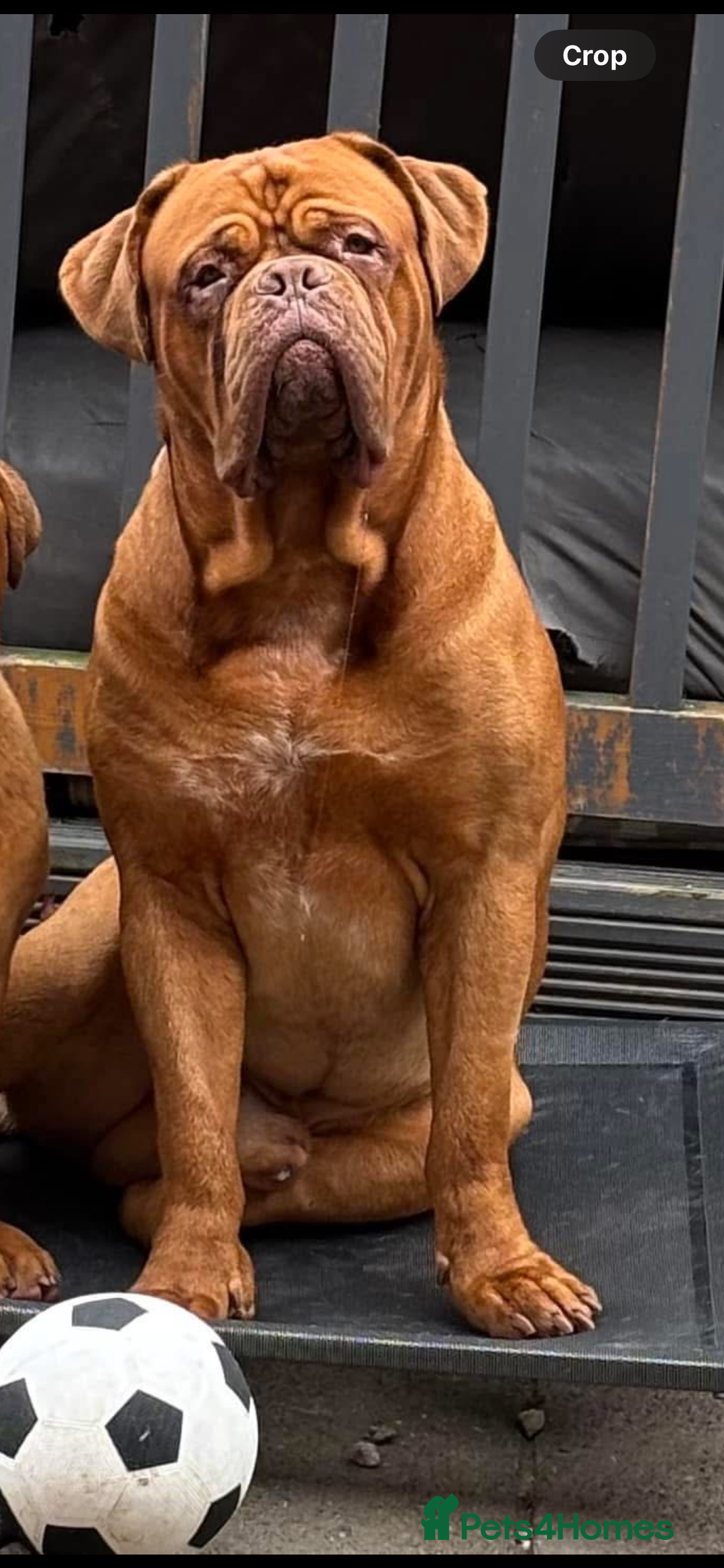 Dogue De Bordeaux dogs for stud: Dogue de Bordeaux for stud - Image 2