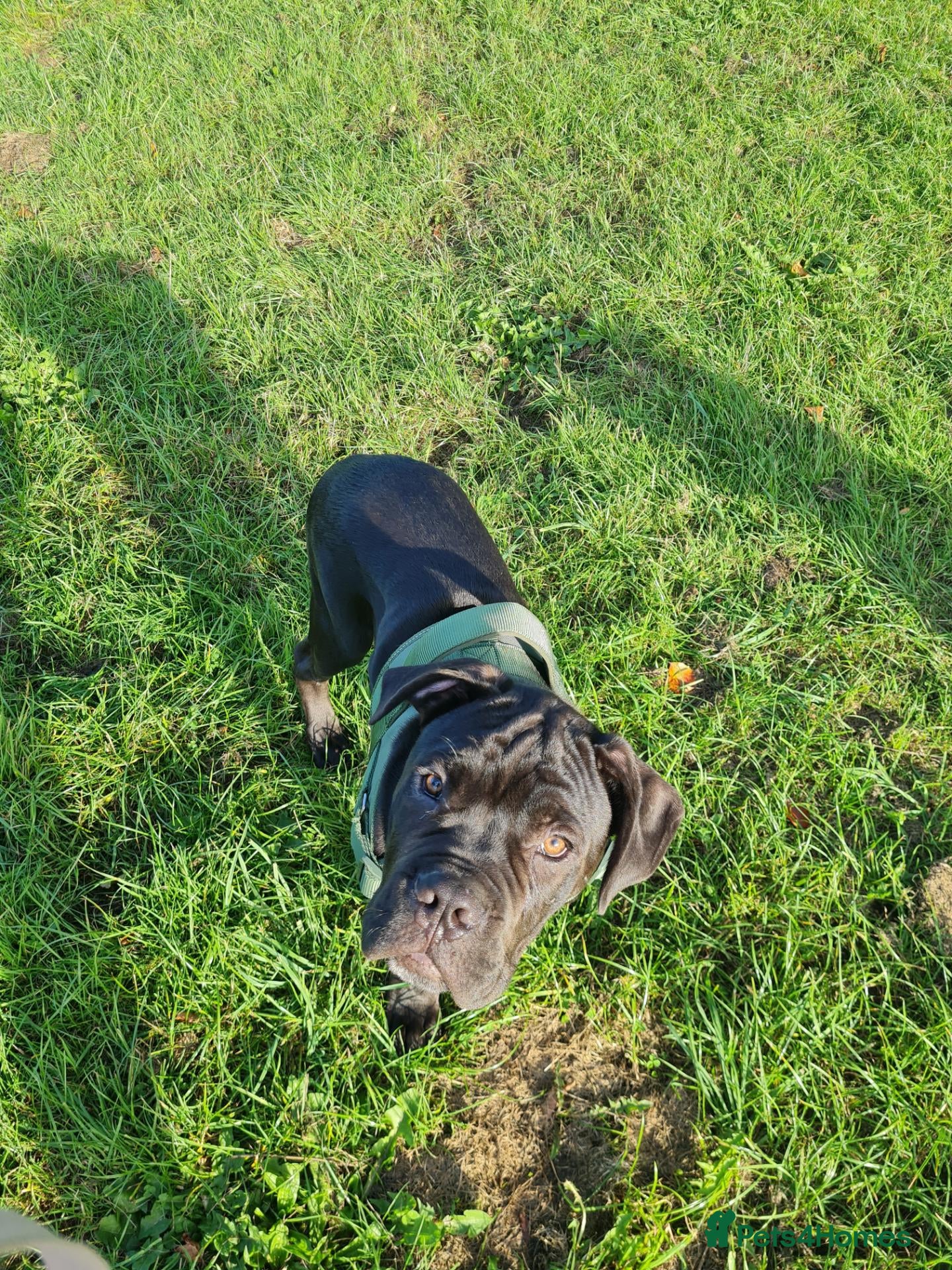 Mixed Breed dogs Male named azbo - Advert 1