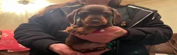 Miniature Dachshund dogs for sale: kc mini dachshund pups READY NOW - Advert 16