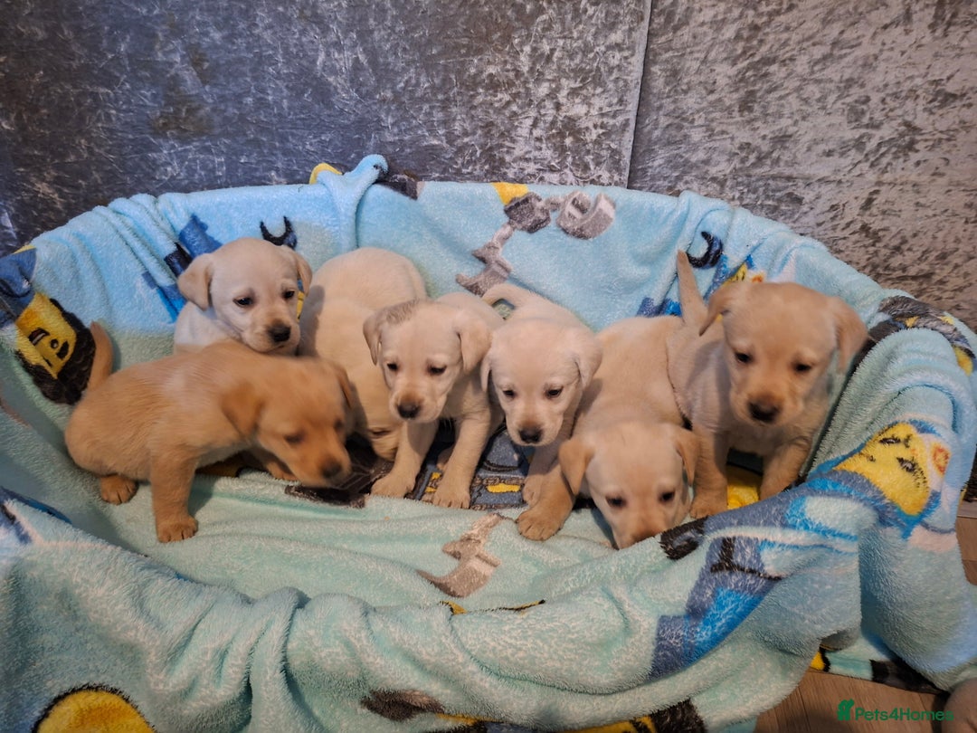 Labrador Retriever dogs for sale: Pedigree Labrador Golden Puppies - Advert 1