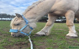 Palomino horses for sale: 14hh gelding  - Image 4