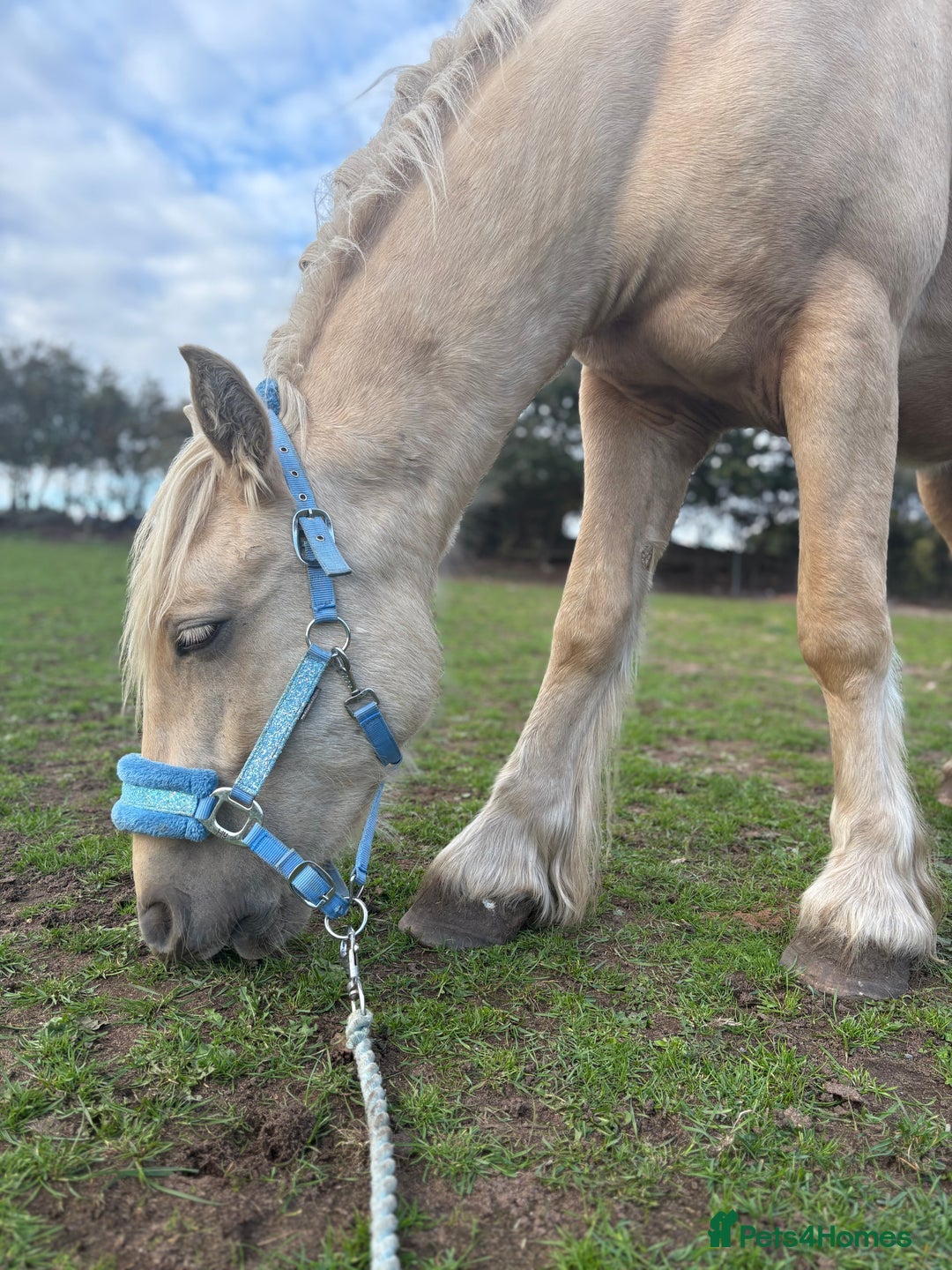 Palomino horses for sale: 14hh gelding  - Image 4