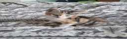 Mixed Breed cats for sale: Kittens for sale - Advert 11