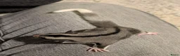 Sugar Glider rodents for sale: Two Sugar Glider babies with lineage - Advert 7