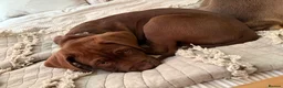 Mixed Breed dogs for sale: Bear the Doguematian  in Ashby-de-la-Zouch - Advert 6