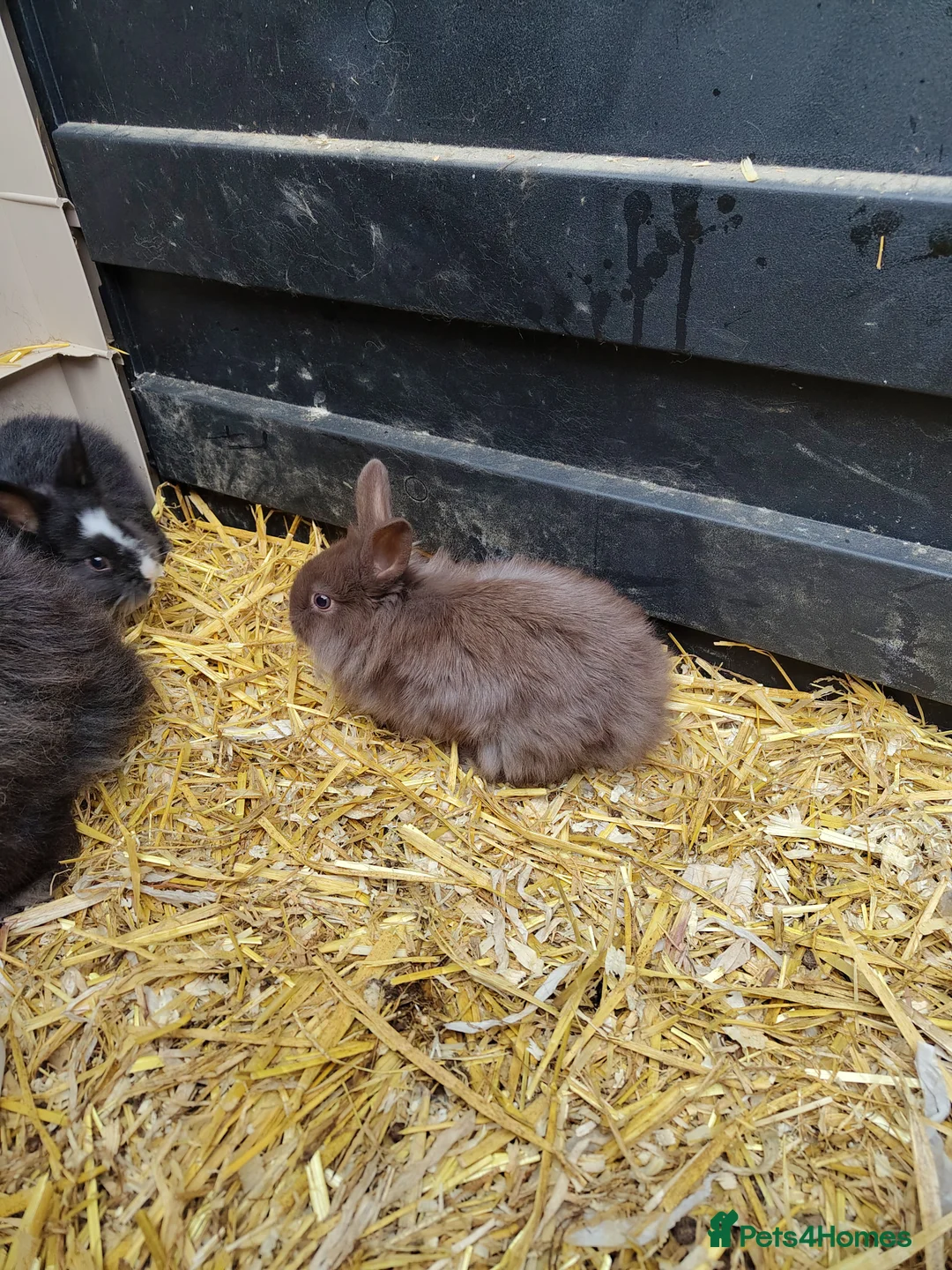 Lionhead rabbits for sale: baby lion heads  - Advert 3