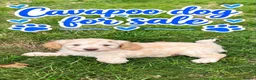 Cavapoo dogs for sale: Cavapoo  - Advert 5