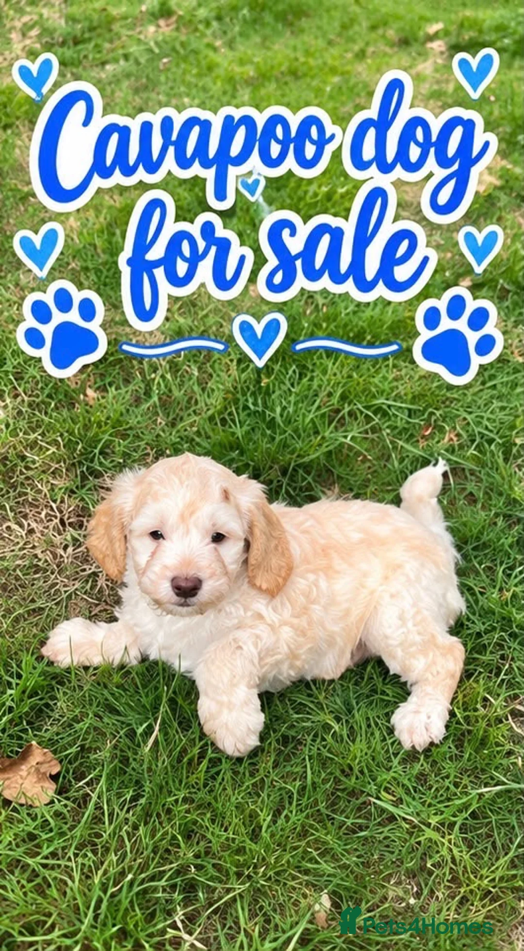 Cavapoo dogs for sale: Cavapoo  - Advert 5