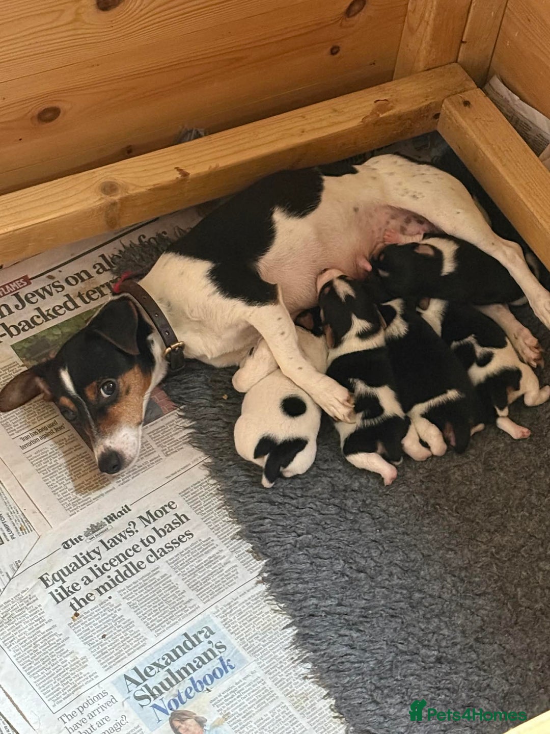 Jack Russell dogs for sale: Adorable Miniature  Jack Russell Pups For Sale - Advert 12