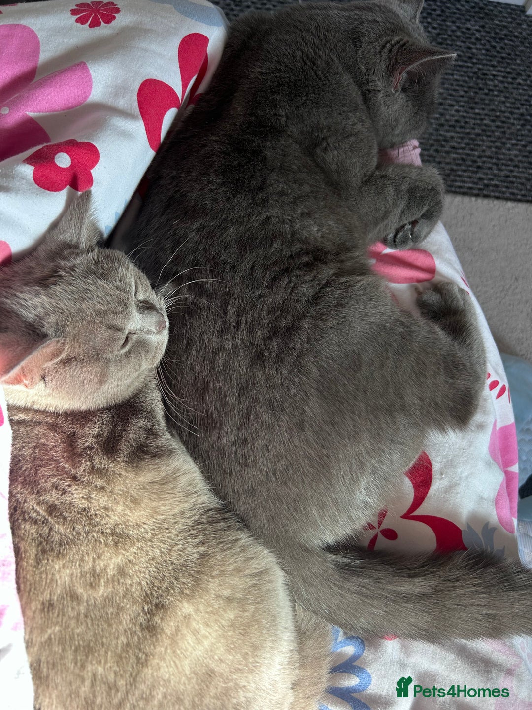 British Shorthair cats for sale: 2 beautiful British shorthairs for sale  - Advert 1