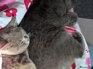 British Shorthair cats 2 beautiful British shorthairs for sale - Advert 1