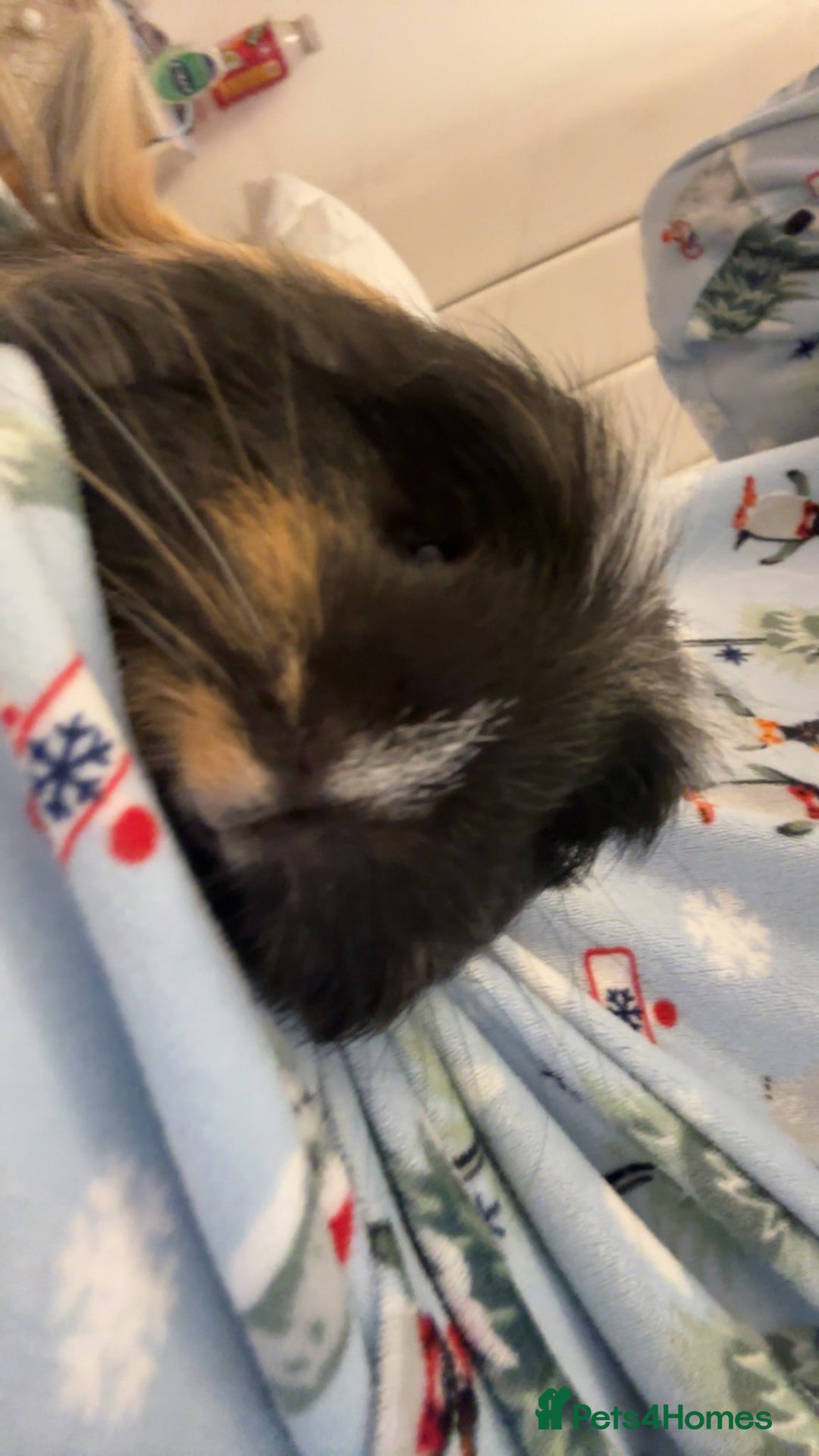 Guinea Pig rodents for sale: 2 male guinea pigs  - Advert 3