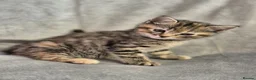 Mixed Breed cats for sale: 4 female kittens available - Advert 21