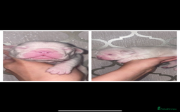 French Bulldog dogs for sale: 8 weeks-Stunning Pink & lilac French bulldog pups  - Image 14