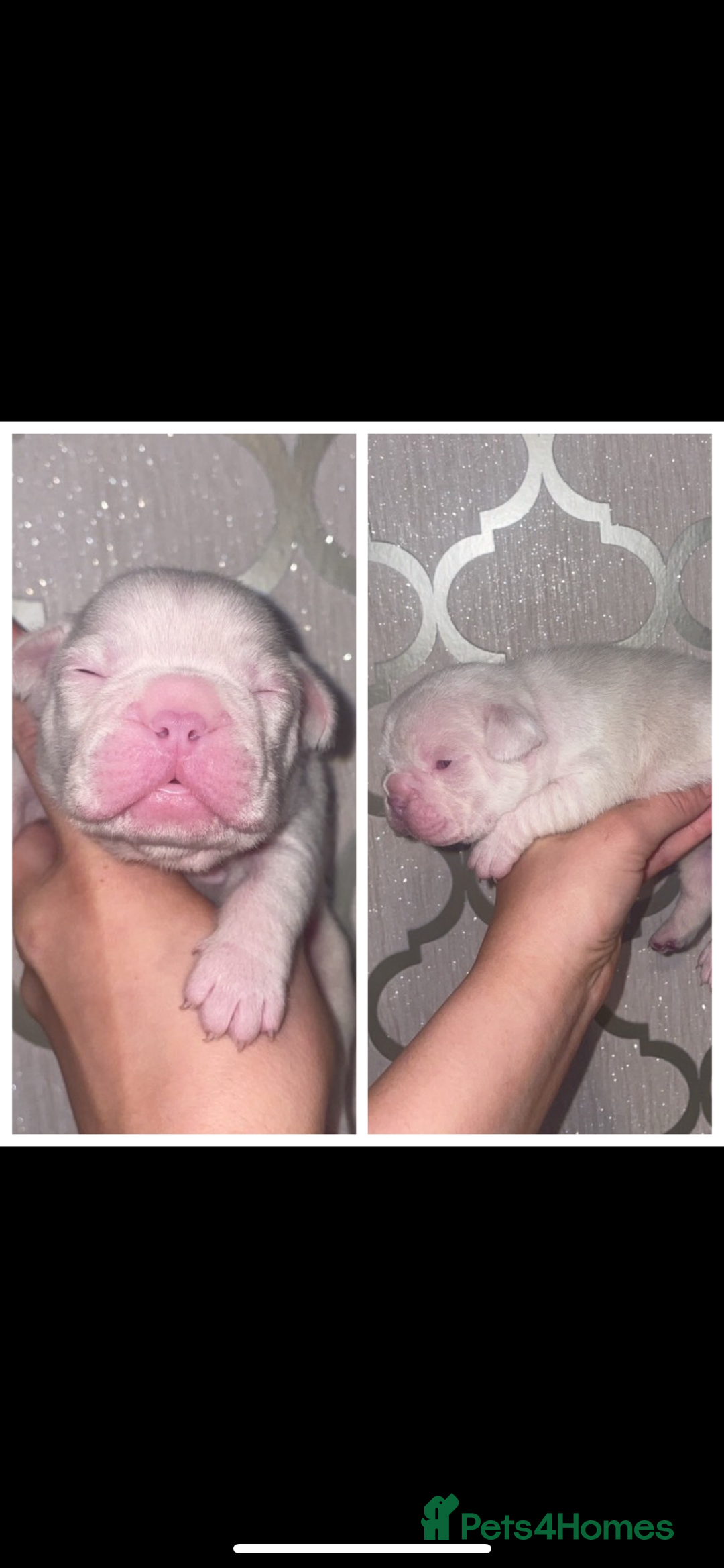 French Bulldog dogs for sale: 8 weeks-Stunning Pink & lilac French bulldog pups  - Image 14