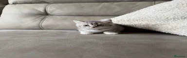 Scottish Fold 4
