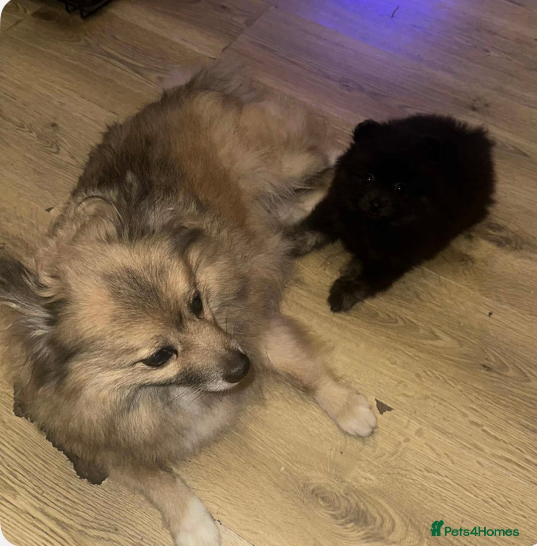 Pomeranian dogs for sale: Pomeranian puppy girl  - Image 5
