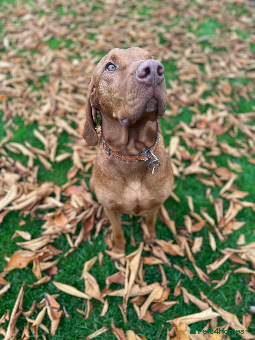 Hungarian Vizsla dogs for stud: KC registered, World Champion blood line stud.  - Advert 9