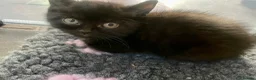 British Shorthair cats for sale: Beautiful half British shorthair - Advert 19