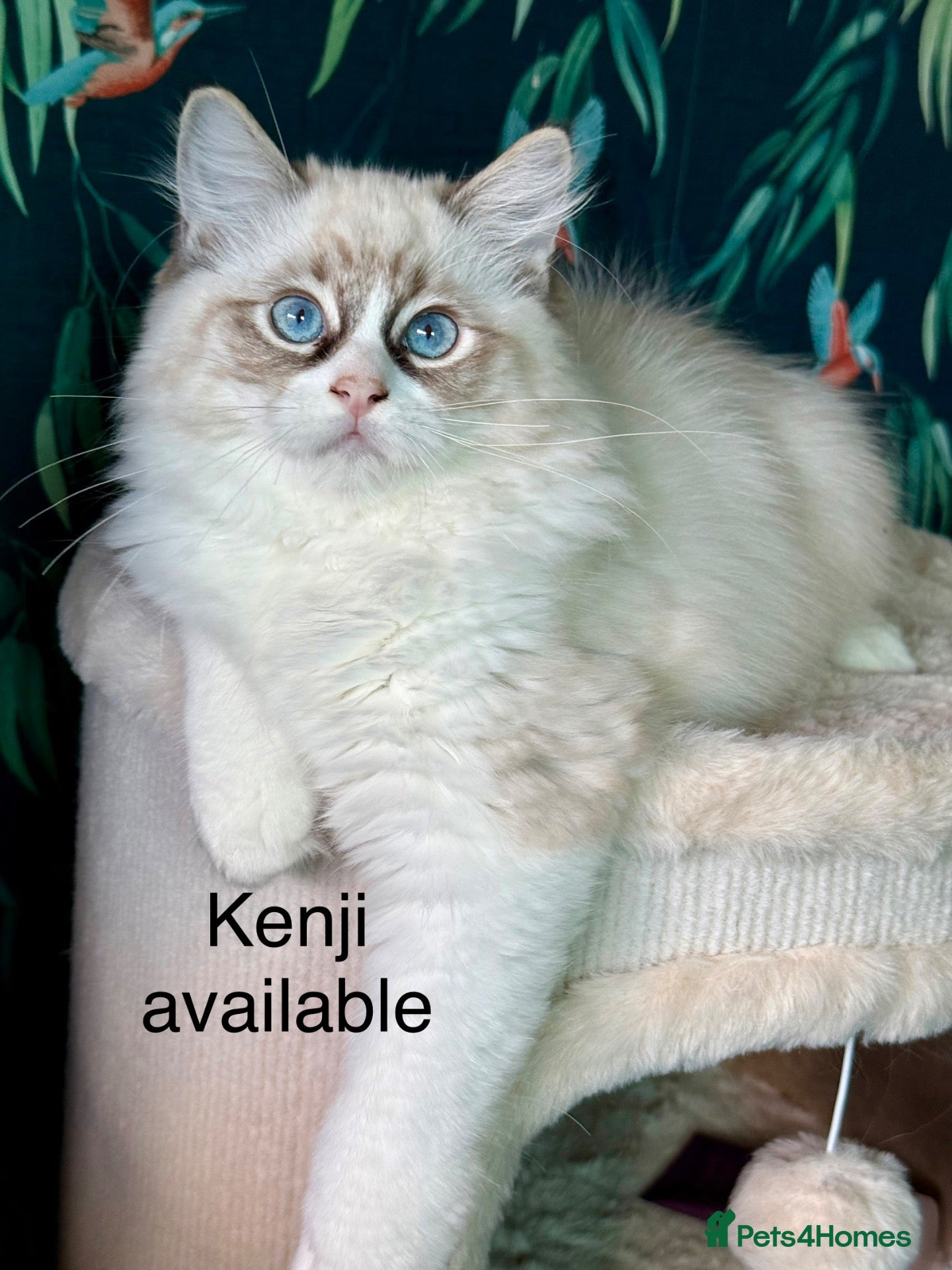 Ragdoll cats WORLD BEATIFUL RAGDOLL KITTEN / FIFE - Advert 2