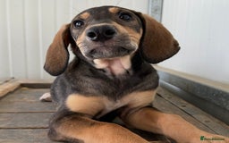 Mixed Breed dogs for adoption: Poppy (Hound/Shepherd mix) - Image 8