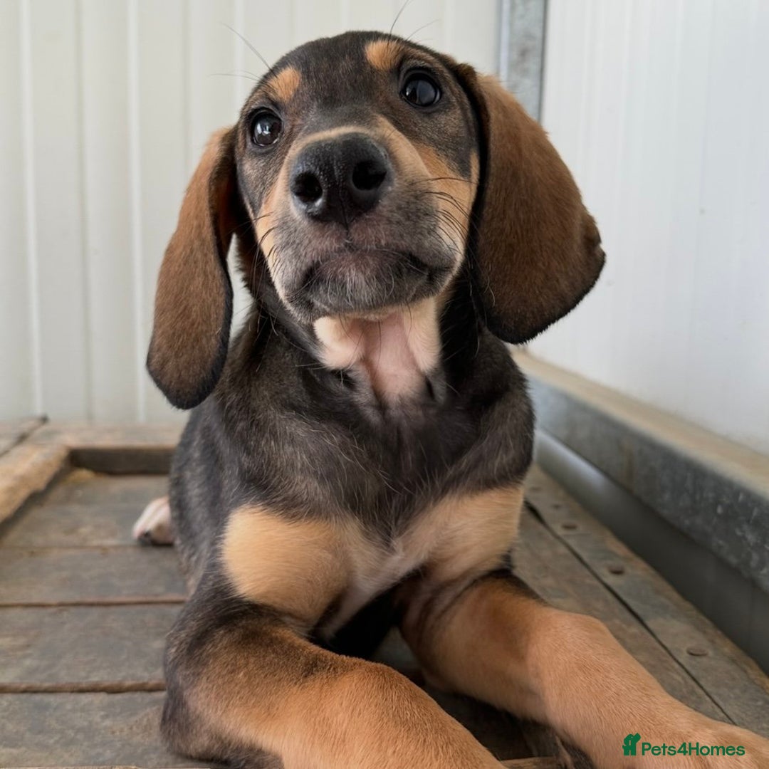 Mixed Breed dogs for adoption: Poppy (Hound/Shepherd mix) - Image 8