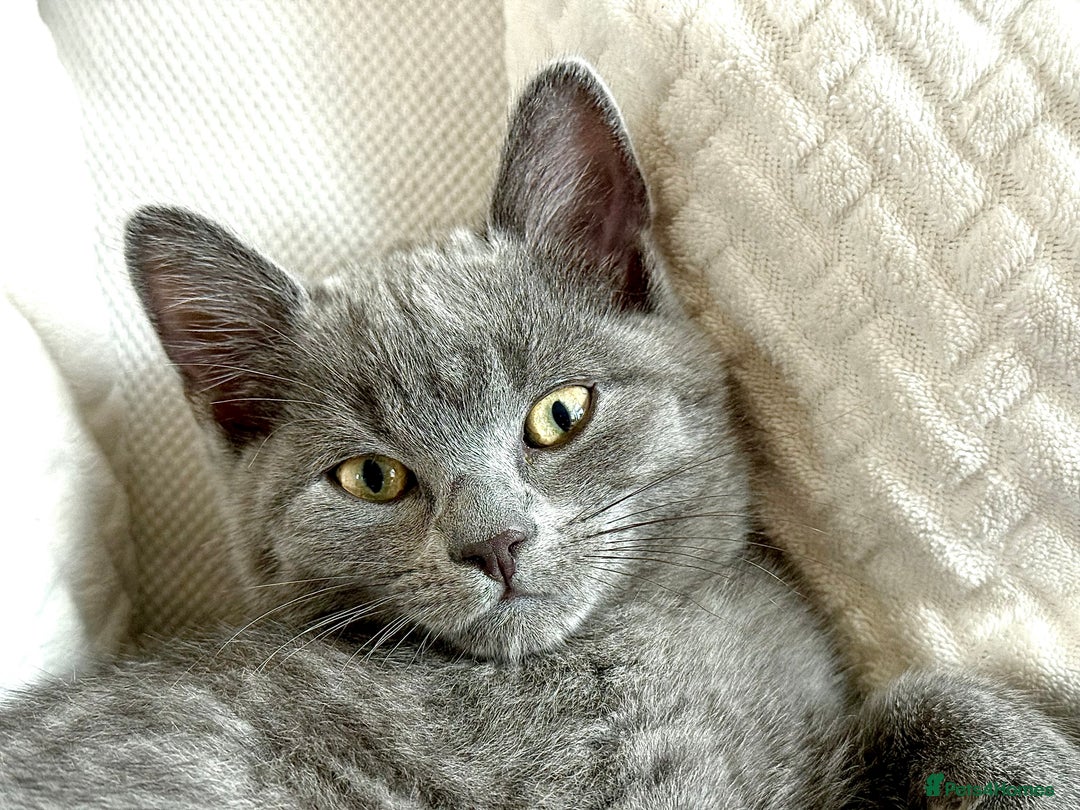 British Shorthair cats for sale: Adorable British Shorthair kittens - Blue & Choco - Image 12