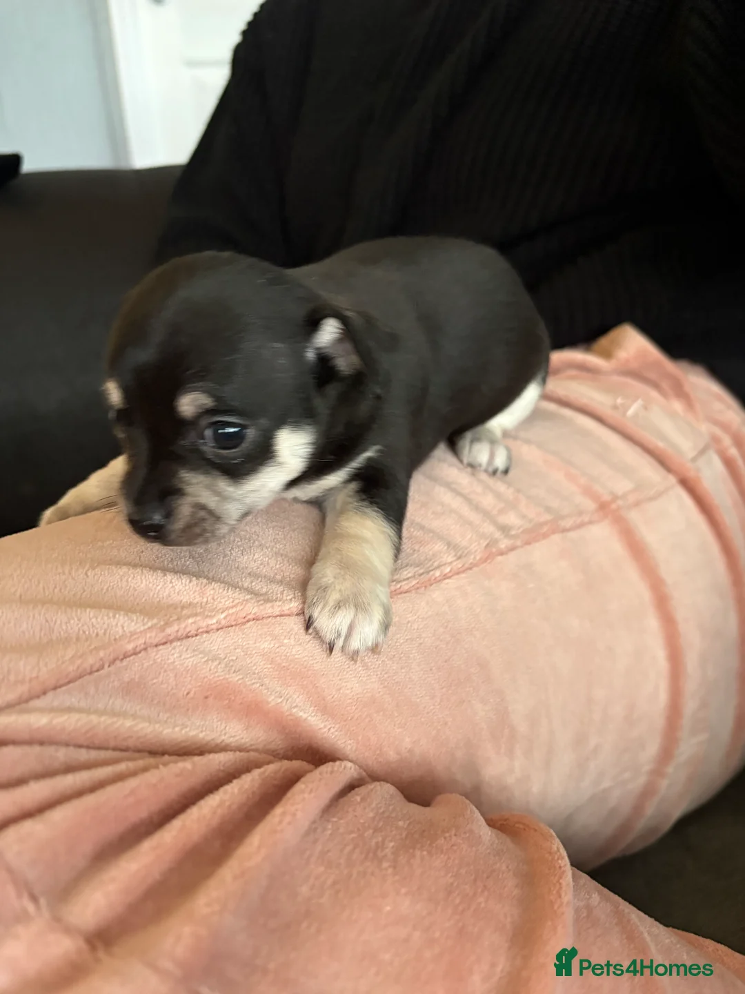 Chihuahua dogs for sale: Chihuahua puppies  - Advert 4