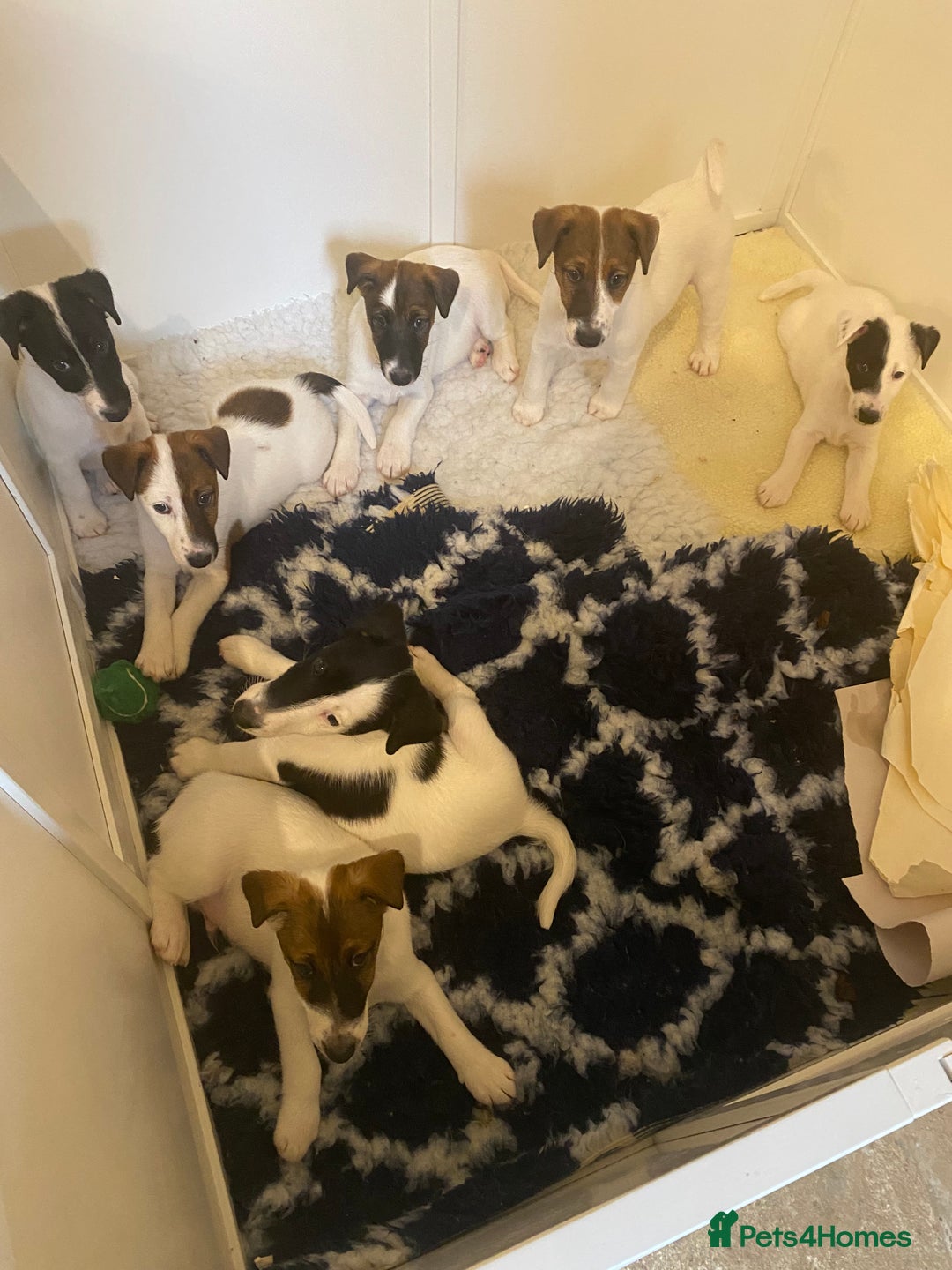 Fox Terrier dogs for sale: Smooth Fox Terrier beautiful home reared puppies   - Advert 4