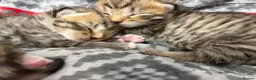Mixed Breed cats for sale: Beautiful Bengal Cross Maine Coon Babies  in Andover - Advert 7