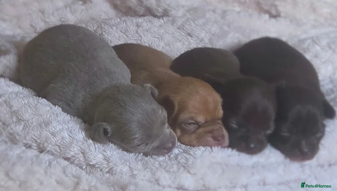 Chihuahua dogs for sale: Beautiful chihuahua puppies in Bridgend - Advert 8